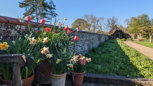 Potted bulbs in the garden at Baddesley Clinton, Warwickshire